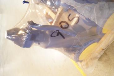 Vollhub-Sicherheitsventil Zarmak GP240GH 